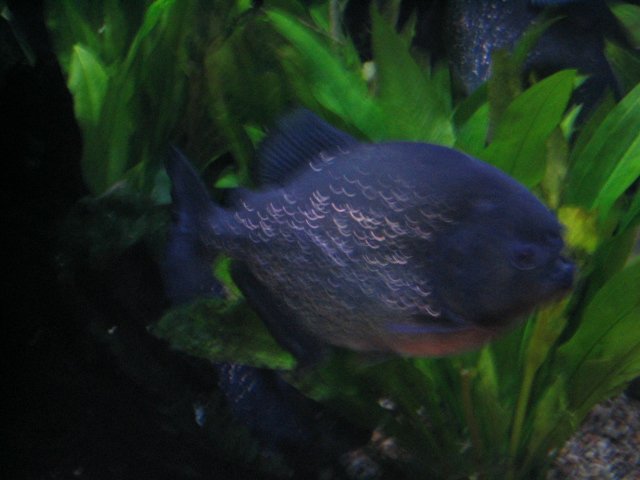 618x457 pixels (145K)